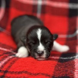 Albert - Black and tan male American Corgi puppy in Washington, Arkansas from Foxy Knoll Farm