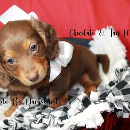 Dachshund Puppies from Linda B’s Dachshunds