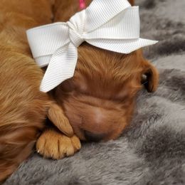 Goldendoodle Puppies from Rustic Road Doodles