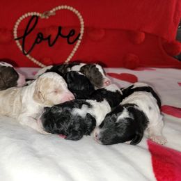 Poodle Puppies from Caboodles of Poodles