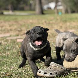 Pink - Chestnut brindle female Cane Corso puppy in Opelousas, Louisiana from Azelees Cane Corso