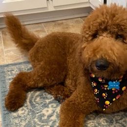 Goldendoodles from Dover Family Doodles