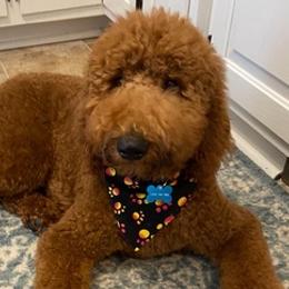 Goldendoodles from Dover Family Doodles