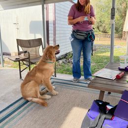 Golden Retriever Puppies from Hope Service Dogs, Inc