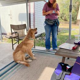 Golden Retriever Puppies from Hope Service Dogs, Inc