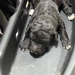 Curly Sue - Black female Labradoodle puppy in Craig, Nebraska from Top Knot Companions Poodles and Labradoodles