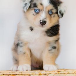 Dachshund and Miniature American Shepherd Puppies from Long Dog Inc.