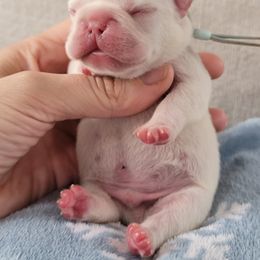 French Bulldog Puppies from Frenchie D'lite