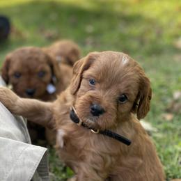 Cavapoo Puppies from Little Harbor Cavapoos