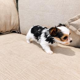 Yorkshire Terrier Puppies from Kashmir Yorkies