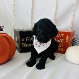 Apple - Black female Goldendoodle puppy in Cedartown, Georgia from Loyal Doodles