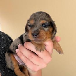 Boy 3 - Dapple male Dachshund puppy in Southwest Ranches, Florida from Breezy Florida Dachshunds