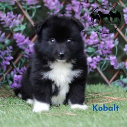 Kobalt - male Nenets Herding Laika puppy in Manns Choice, Pennsylvania from Mystic Winds Nenets Laikas