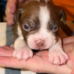 Red Boy Pups - Red male Boston Terrier puppy in Mc Donough, Georgia from Ballard Boston Terriers