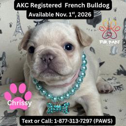 Chrissy - White female French Bulldog puppy in Michigan from Fur Baby Farms