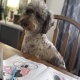 Rue - Aussiedoodle