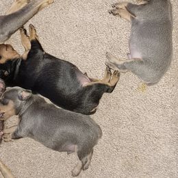 Miniature Pinscher Puppies from Meek's Min Pins