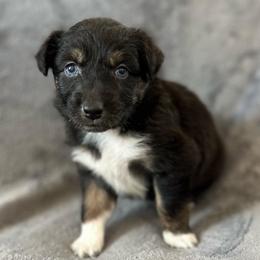 Opal Girl-2 - Black tri-color female Australian Shepherd puppy in Mena, Arkansas from Fat-Bottom Farms