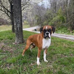 Chaz - Boxer