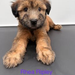 Rhea Ripley - Wheaten female Soft Coated Wheaten Terrier puppy in Grand Prairie, Texas from Wonderful Wheatens