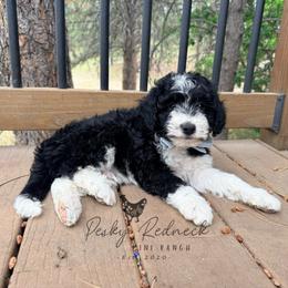 Bobcat - Black and white male Aussiedoodle puppy in Colorado Springs, Colorado from Pesky Redneck Mini Ranch