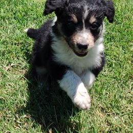 Border Collie Puppies from Bond Border Collies