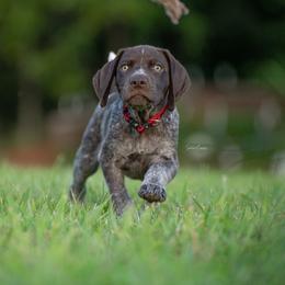 German Shorthaired Pointer and Vizsla Puppies from Nosam Kennels