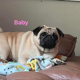 French Bulldog and Pug Puppies from Peachy Pugs