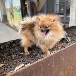 Ginger - Pomeranian