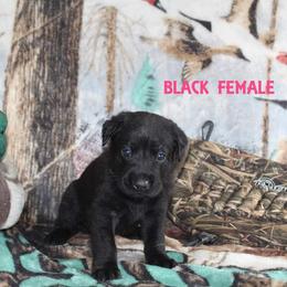 Labrador Retriever Puppies from Copper Creek Outfitters and Kennel