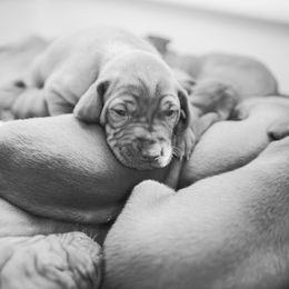 Vizsla Puppies from Countryside Vizsla's