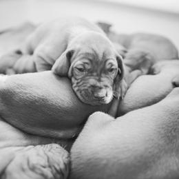Vizsla Puppies from Countryside Vizsla's