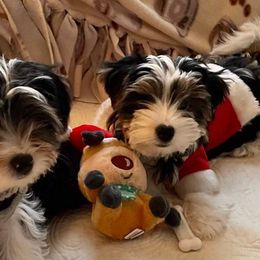 Biewer Terrier Puppies from Blue Water Biewers LLC