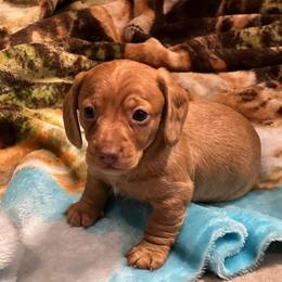 Boy 1 - Dapple male Dachshund puppy in Bismarck, Missouri from Kalua's Doxies