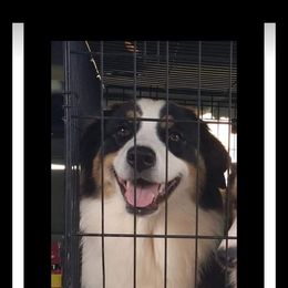 Haddy - Australian Shepherd