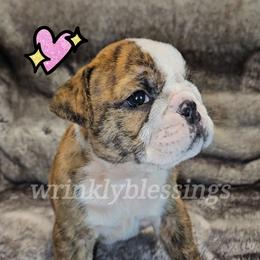 Sweet Pea - Bulldog puppy in Granville, Iowa from Wrinkly Blessings English Bulldogs