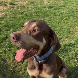 Reese - Chocolate male Great Dane puppy in Corsica, Pennsylvania from Ferguson Family Danes LLC