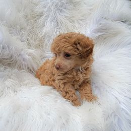 Ava - Red  female Poodle puppy in Montrose, Pennsylvania from Tales Of Joy