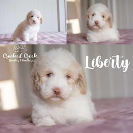 Liberty - Parti female Goldendoodle puppy in Woodruff, South Carolina from Crooked Creek Doodles and Poodles