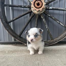 Lincoln - Gray and white male American Corgi puppy in Payson, Illinois from Creek Farm Corgis
