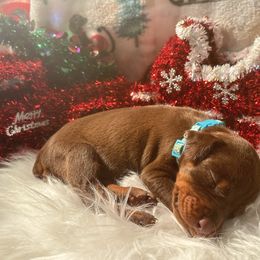 Teal collar female - Red and rust female Doberman Pinscher puppy in Madison, Indiana from Jensen Dobermans and Dachshunds