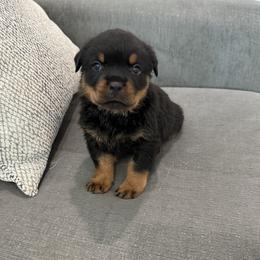 Flash - Black and rust male Rottweiler puppy in Parker, Colorado from Denver Rotties