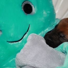 Belgian Malinois Puppies from Pyrex Kennels