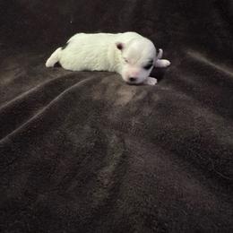 Bubbles - Black and white male Coton de Tulear puppy in Timber, Oregon from Sterling’s Sweet Cotons