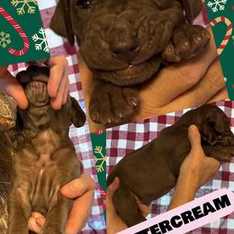 BUTTERCREAM - Chocolate female Great Dane puppy in Wellsville, New York from Prophecy Danes