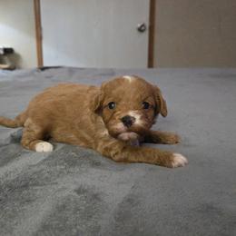 4 - Red female Cavapoo puppy in Copan, Oklahoma from Tatums cavapoos