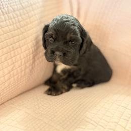Light Pink - Girl - Black white and tan female Cocker Spaniel puppy in Morganton, North Carolina from Priceless Pups