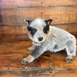 Girl 1 - Blue speckled female Australian Cattle Dog puppy in Mooresboro, North Carolina from Grog Creek Kennel