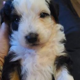 Aussiedoodle Puppies from Southern Charm Farms