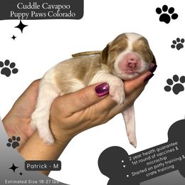 Patrick - Blenheim male Cavapoo puppy in Fort Lupton, Colorado from Puppy Paws Colorado